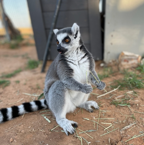 🐒 XL Black Crewneck Lemur Sweatshirt🧥 - Picture 8 of 16